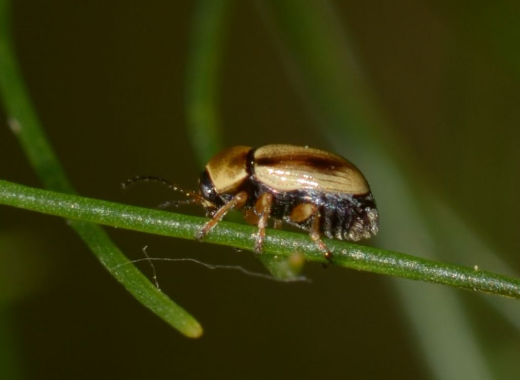 Chrysomelidae: Cryptocephalus fulvus